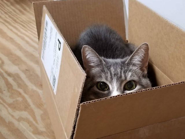 Прикольных котов пост
