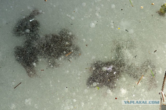 Аллигаторы вмерзли в лед из-за холодов