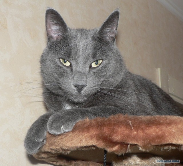 Котовторник  4.09.12