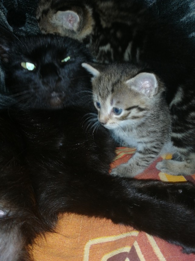 Забавные фото котеек