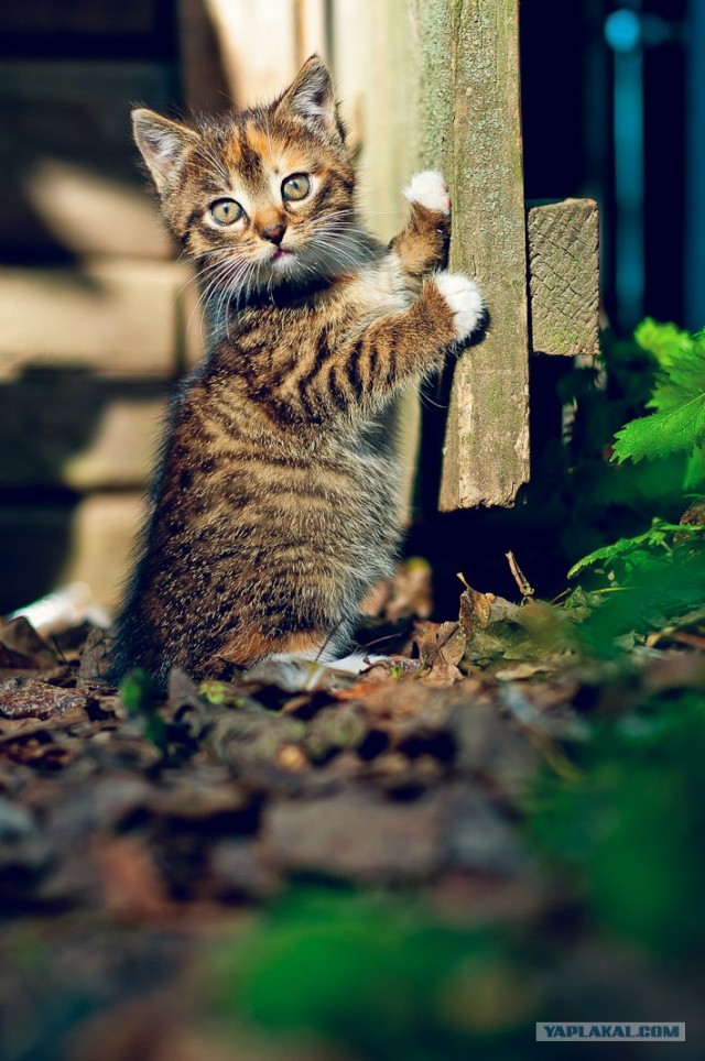 Новогодний Котовторник 01.01.2013