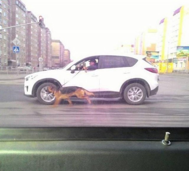 И всё-таки она наша. Лента картинок