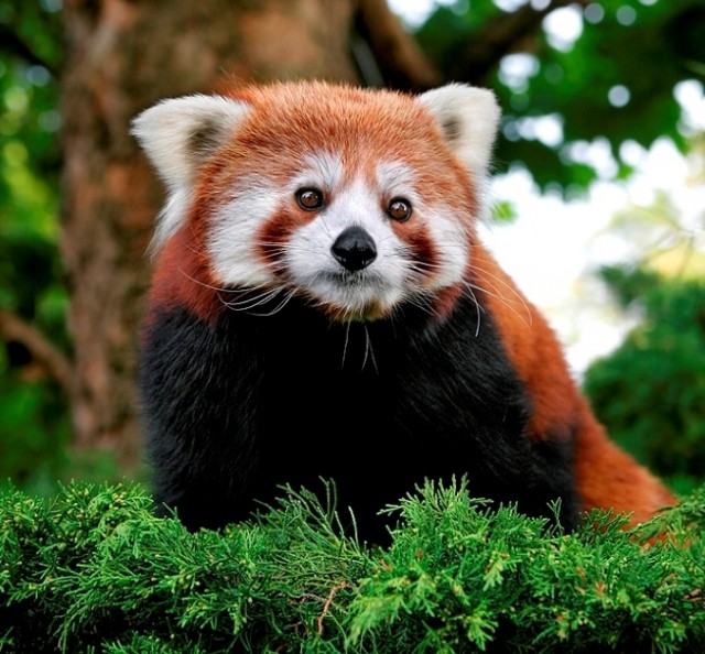 Живность из сети