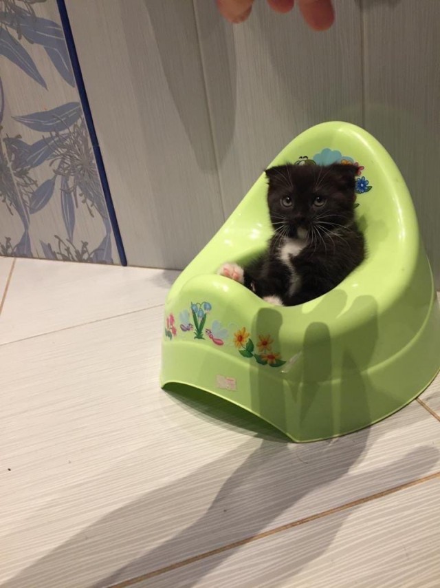 Котики
