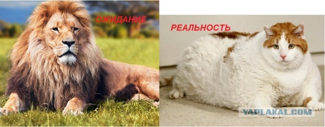 Сын Никаса Сафронова решил толстеть до 250 килограммов