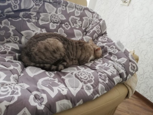 Коты, которые нас порадовали!