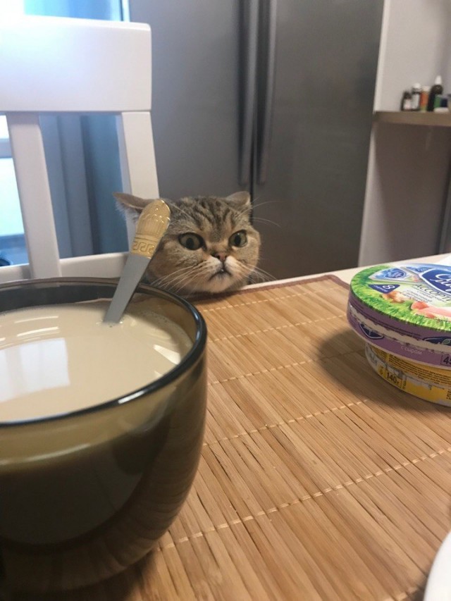 Эти забавные животные