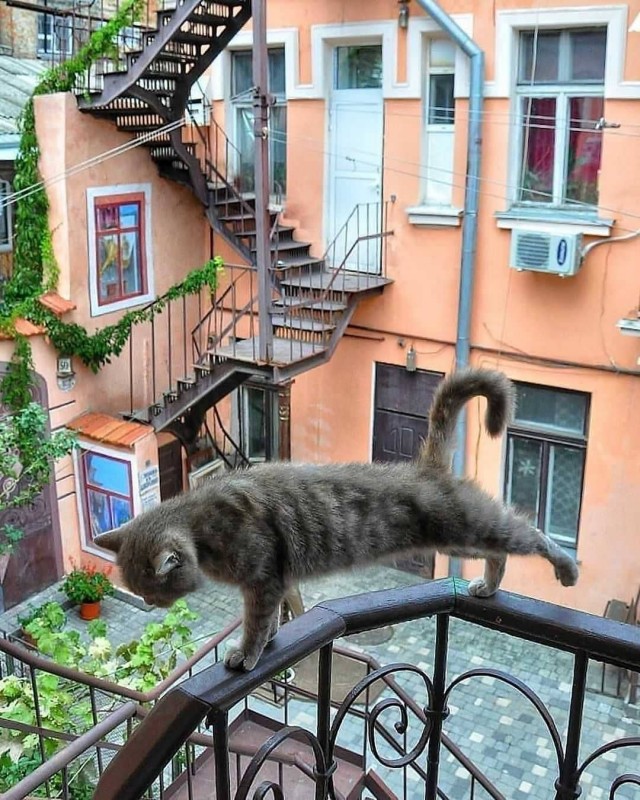 Уличные котаны