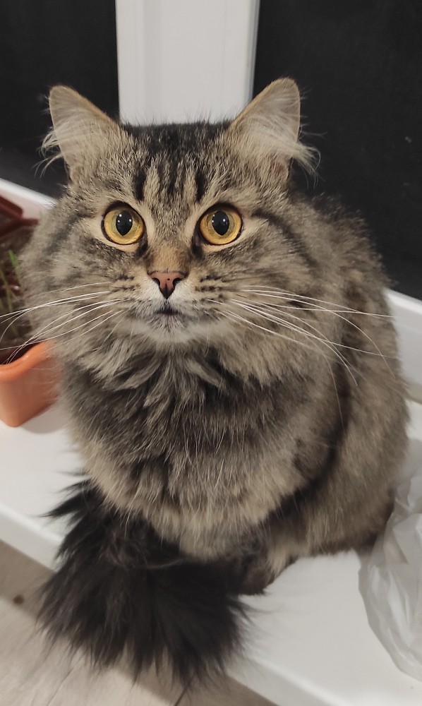 Котовторнику быть!