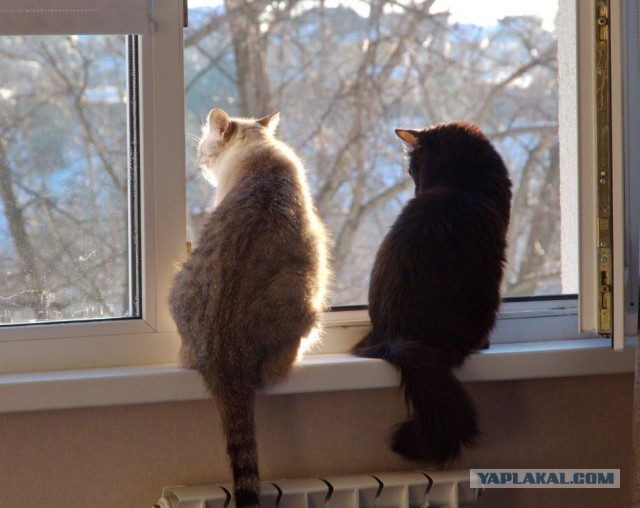 Картинки с котами и про котов