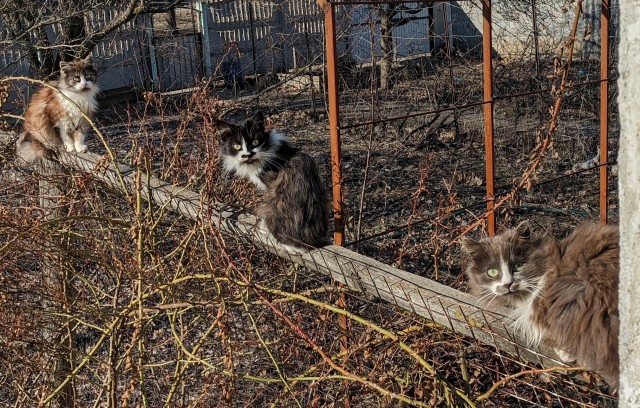 Даешь котовторник!