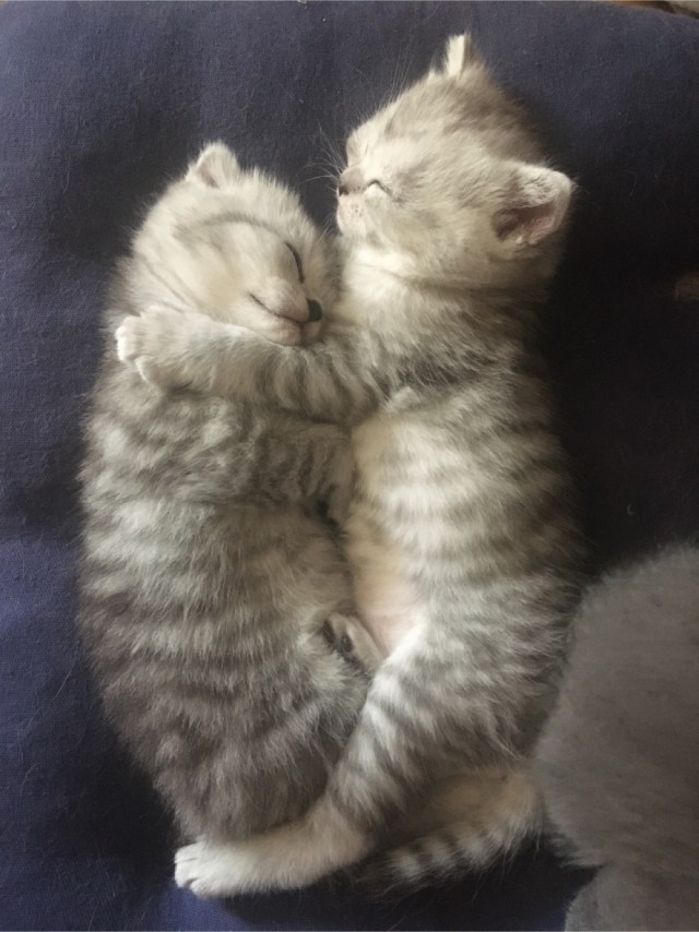 Вторник-кото
