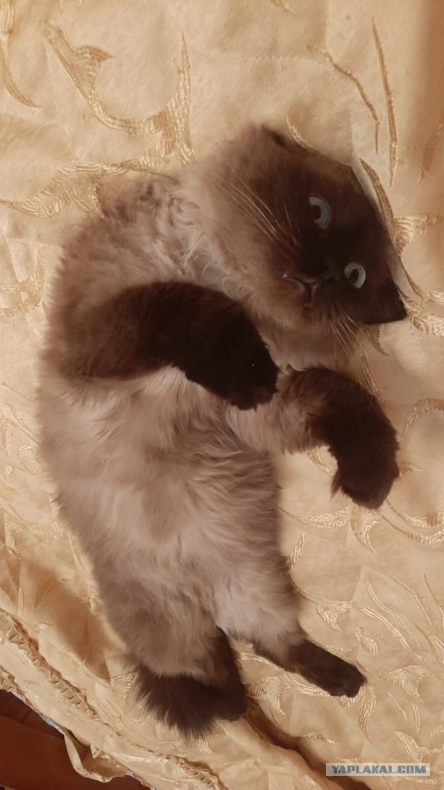 Последний котовторник лета