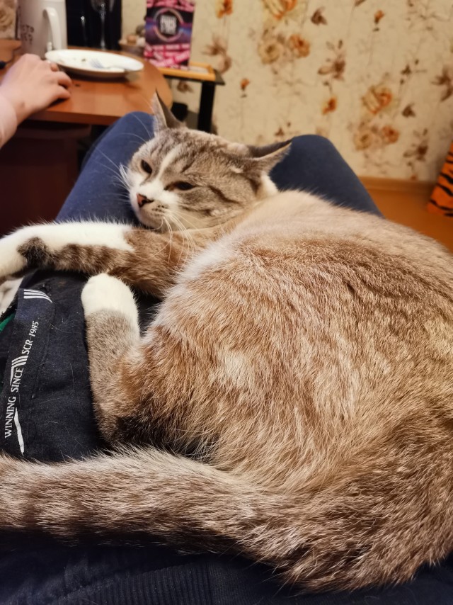 Кошкин дом