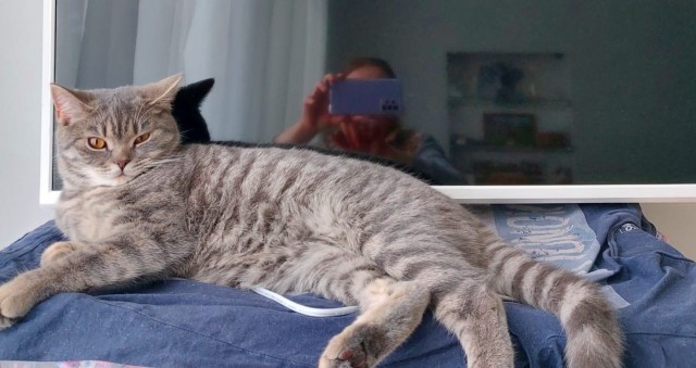 Милота котовторника
