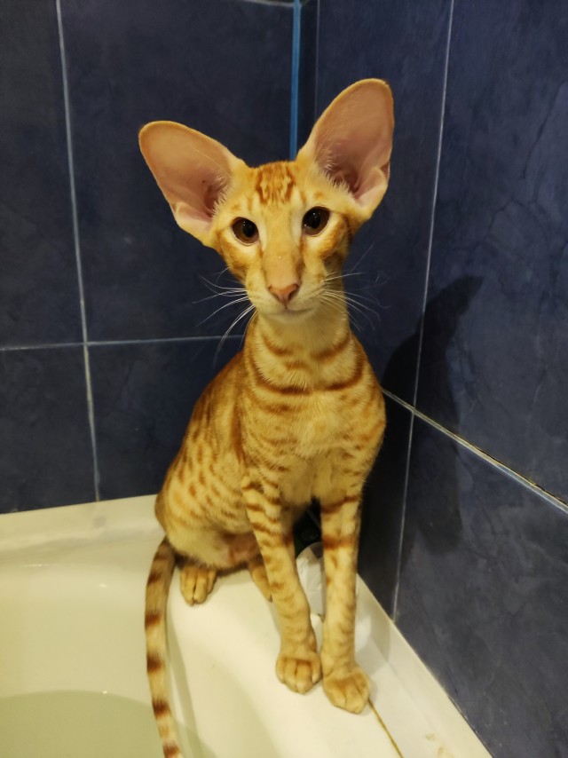 Кот, который смог