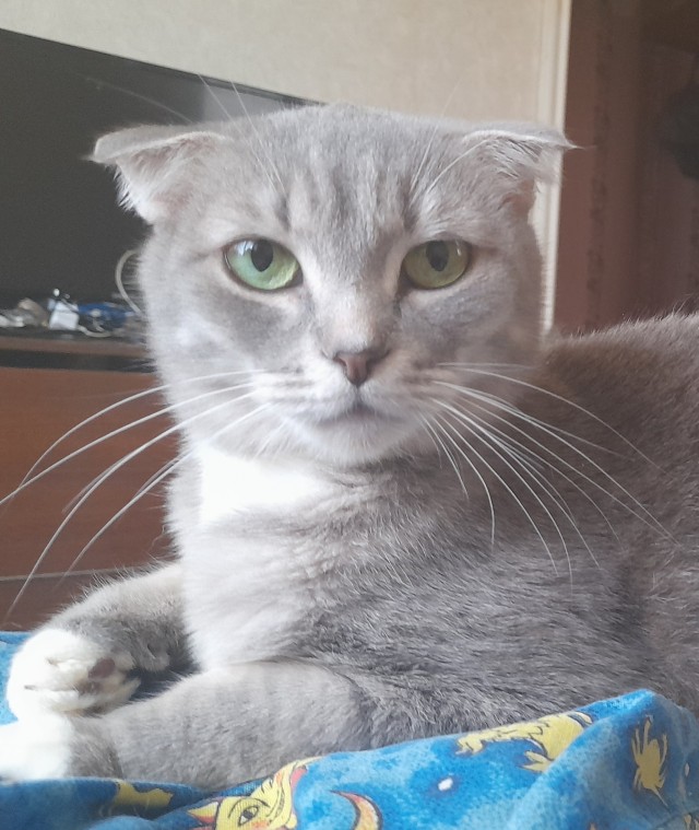 Котовторник. Королева помойки