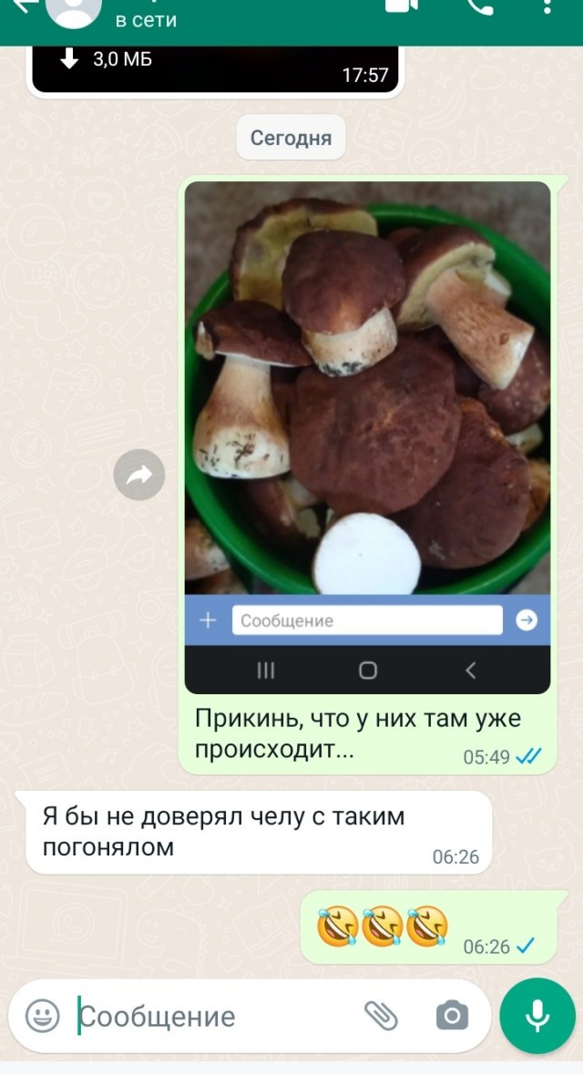 Вот такие грибы у нас нынче в Тюмени