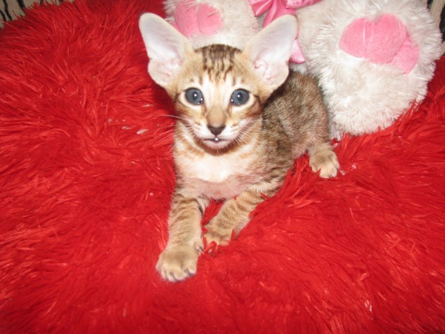 Начну котовторник чуть раньше!