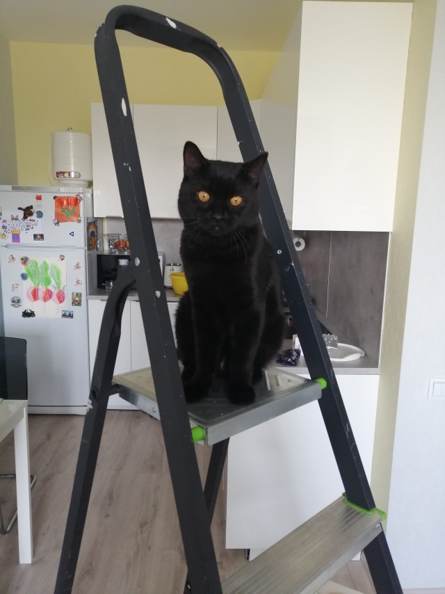 К котофторнику