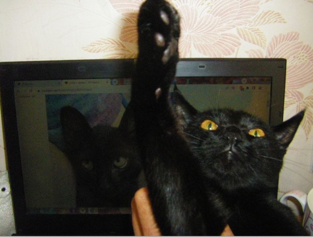 Котик с приюта