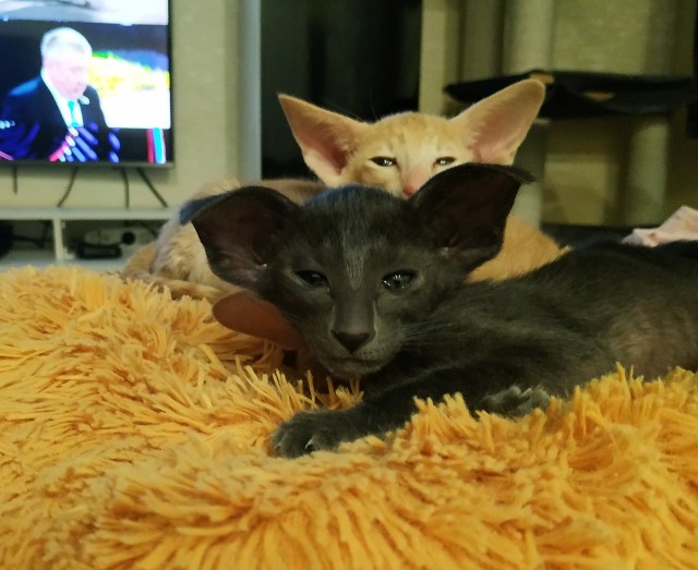 Котовторник от Jus`а или просто Кекс