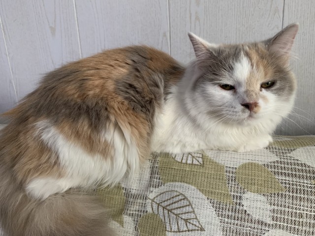 Котёнок Батон приветствует ЯПовцев