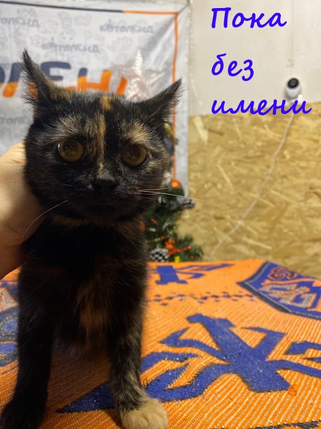 Жизнь домашнего приюта "Котоленд" 369
