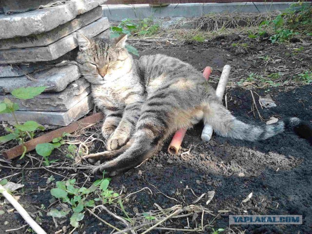 Коты-работяги