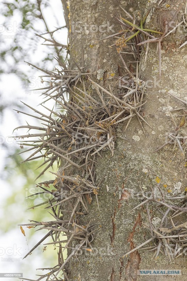 Новый конкурс "СлонотЯП"