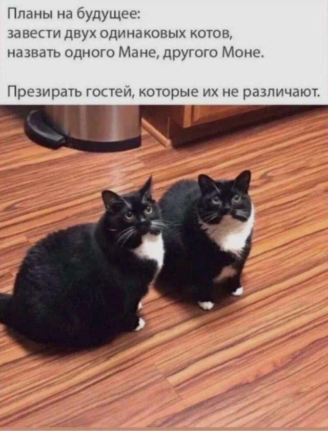 Картинки и мемы для настроения - 181