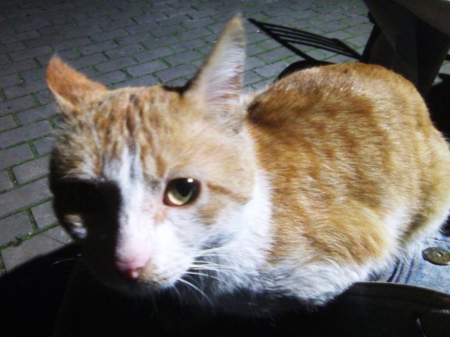 Вот это котозавр!