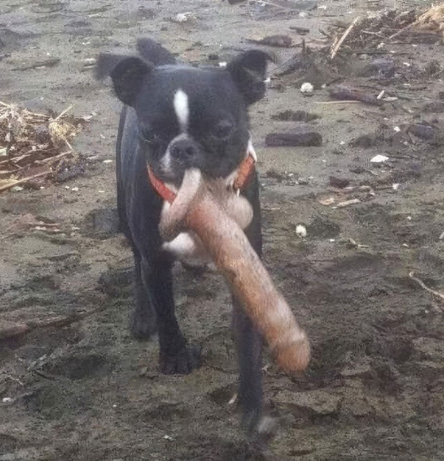Дичь