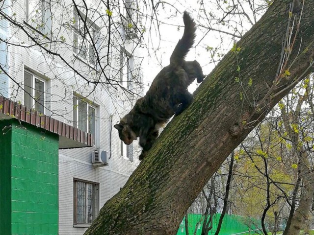 Начинаем котофторник?