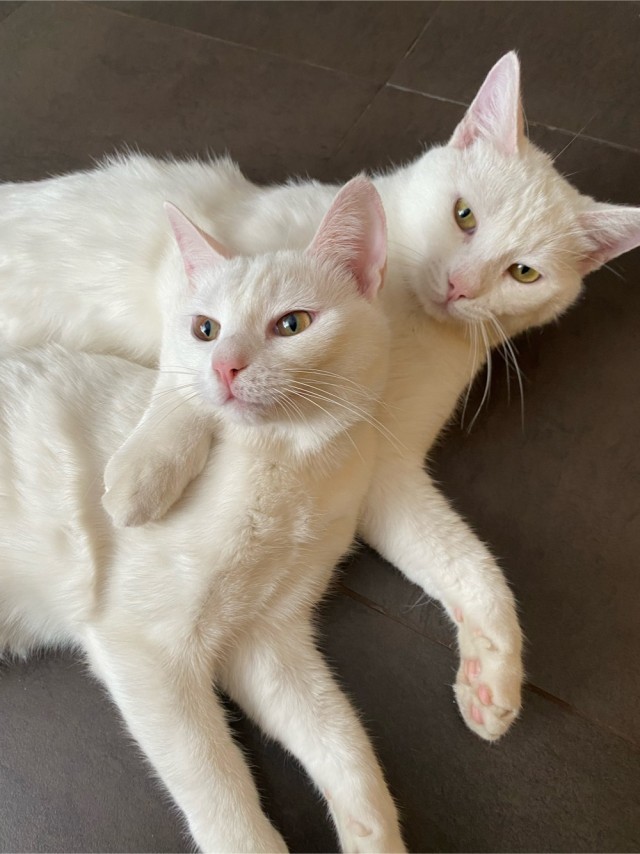 Коты на производстве