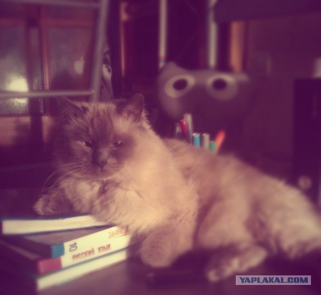 Котовторник 23.04.2013