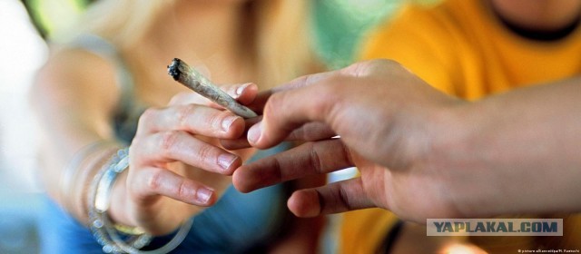 В Ленинградской области электрик случайно нашел схрон более 40 кг наркотиков под опорой ЛЭП и помог полиции при задержании