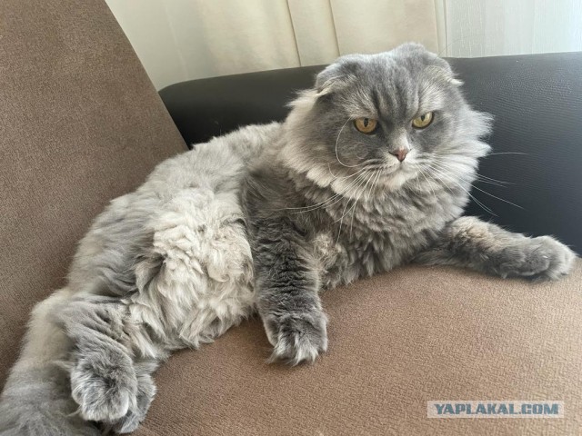 Моника