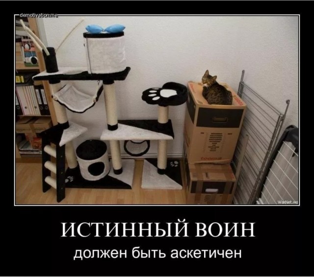 Кот в рамках бытия