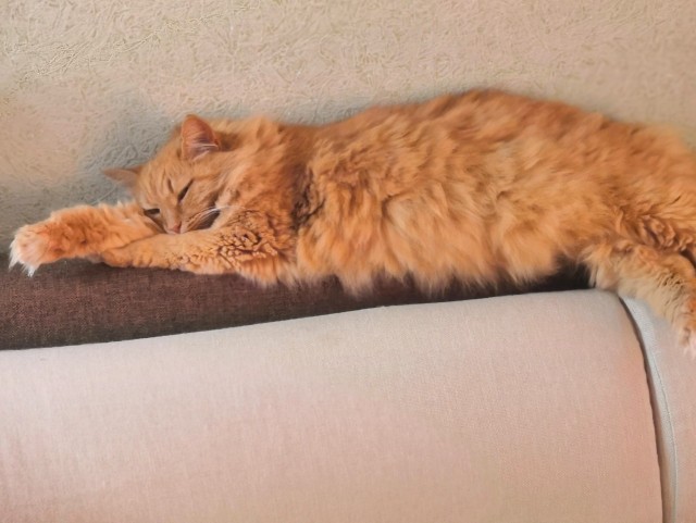 Толстые коты