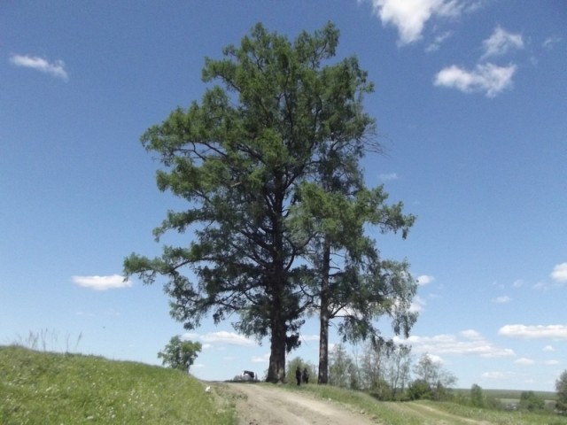 Сосны