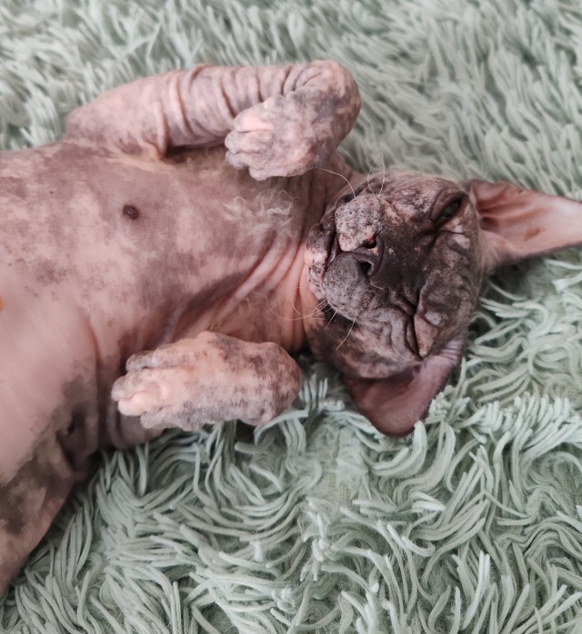 Котовторник