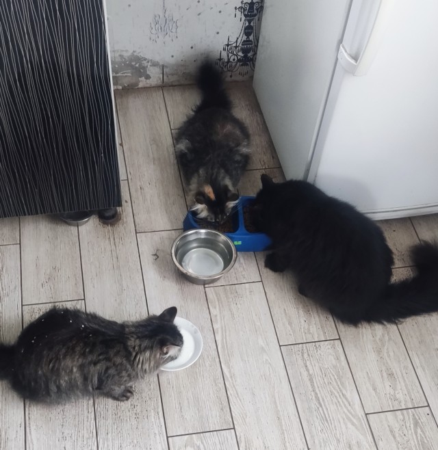 Котовторник!