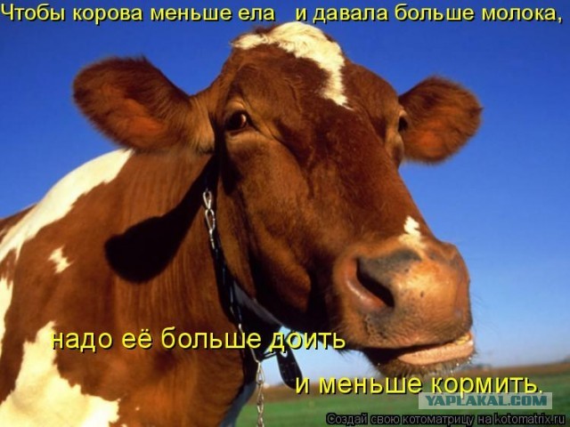 Вымя: Никогда не задумывались, насколько странный этот орган?