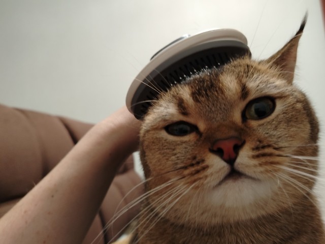 Котовторник 05/11/2024