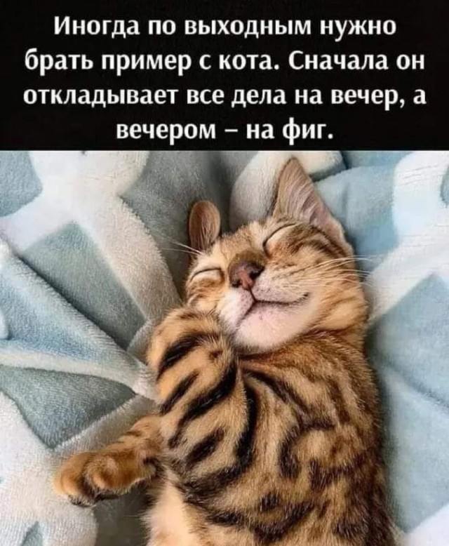 Котовторник в картинках