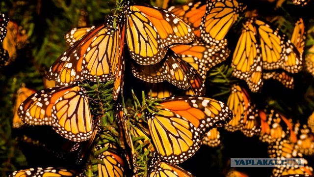 Лучшие научные изображения 2024 года, выбранные журналом Nature