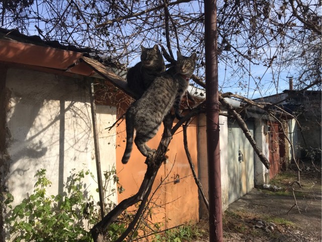 Поверья о кошках