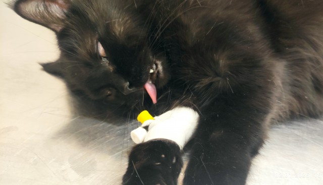 Котовторник!