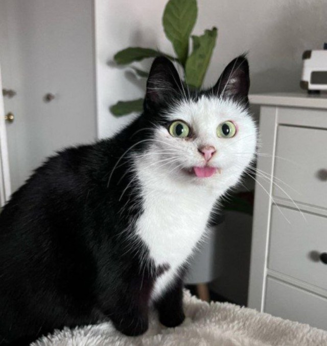 Самые смешные коты и кошки за всю историю комичного конкурса Comedy Wildlife Photography Awards